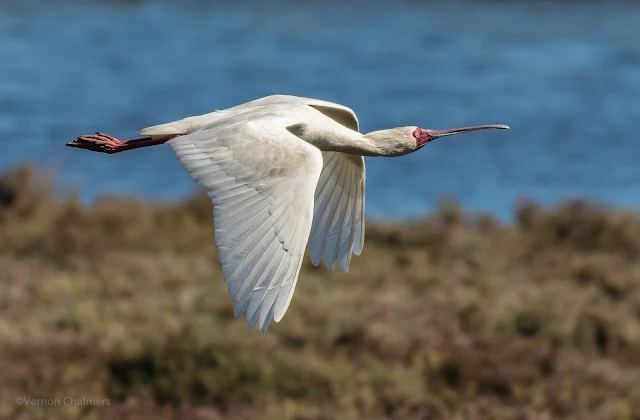 African spoonbill in Flight - Woodbridge Island, Cape Town