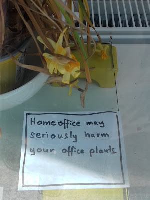 Home office may seriously harm your office plants. Homeoffice kann Ihre Büropflanzen ernsthaft schädigen.