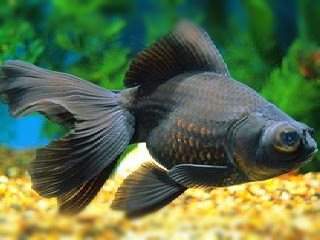 ikan-koki-black-moor.jpg