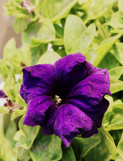 Petunia Flower Captured by Photo Blogger