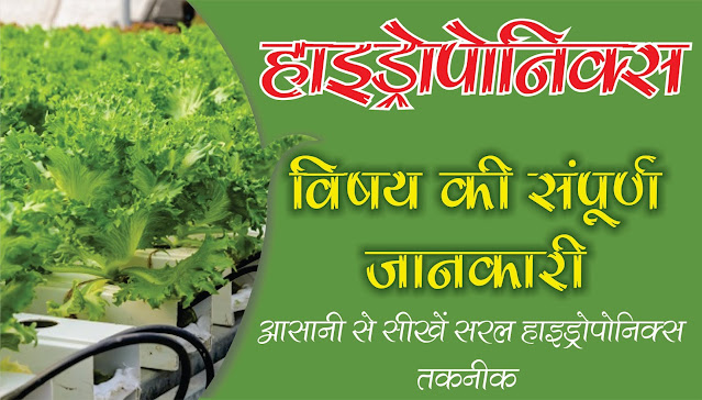 हाइड्रोपोनिक्स विषय की सम्पूर्ण जानकारी Hydroponics Farming Techniques In India