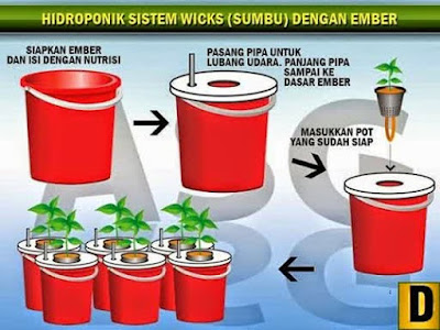 Cara Menanam Tanaman Hidroponik Cabe - Siapkan ember dengan nutrisi