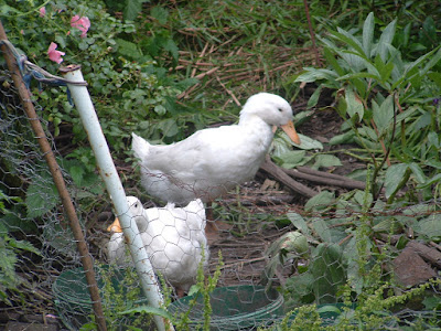 Two white ducks drinking from plastic buckets