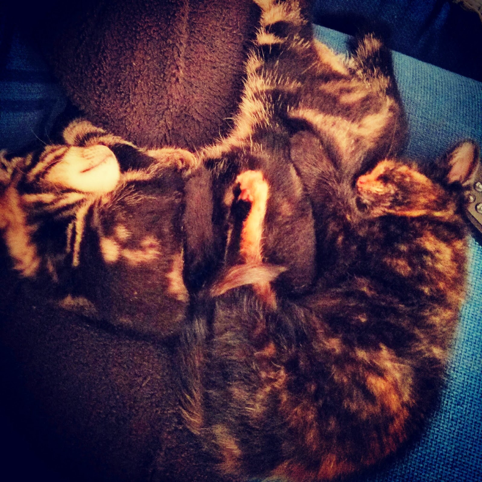 A tangle of kittens