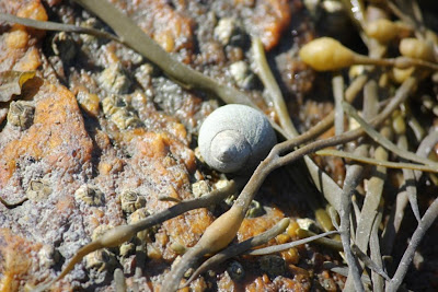 winkle with rockweed