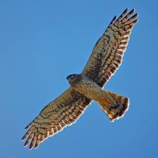 external image hawk.jpg