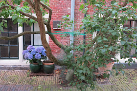 container garden, tree, hydrangea, purple