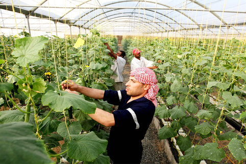 Hydroponics farming: a more innovative and sustainable way of farming making its way into India