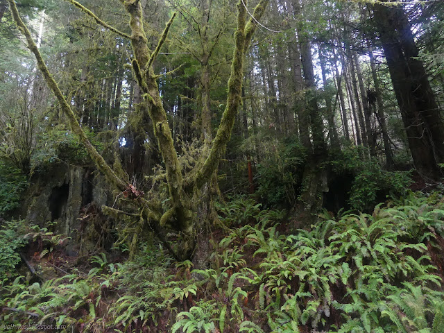 11: big stumps covered in green stuff