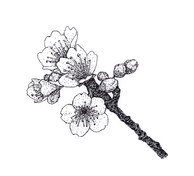 尾藤光のブログ ボールペン画 桜