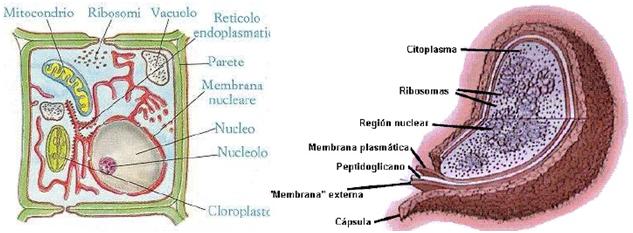 celula procariota y eucariota. comparación entre la Célula