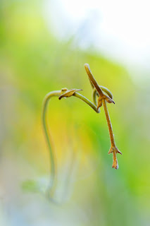 White Tendril Tip