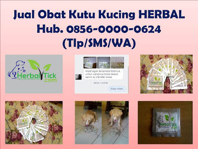 obat kutu kucing