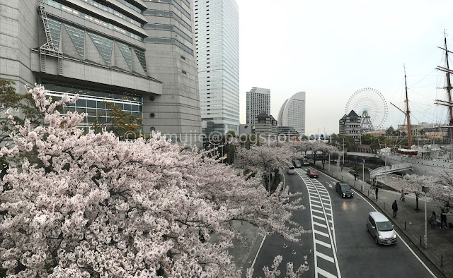 Japan cherry blossoms