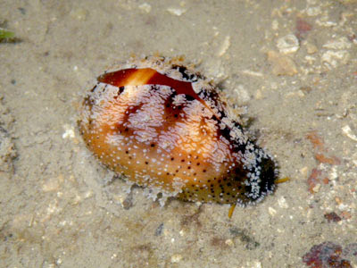 Onyx cowrie (Cypraea onyx)