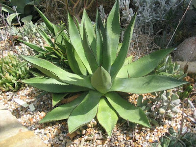 Grow and care Agave boldinghiana succulents