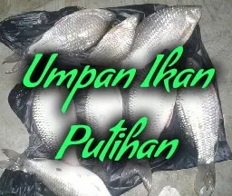 Umpan dan cara mancing ikan wader putian