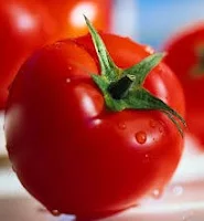 jual benih, tomat servo, menanam tomat di musim hujan, manfaat tomat, toko pertanian, online, lmga agro