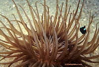 Cerianthid anemone