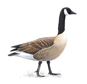 canada goose RSPB