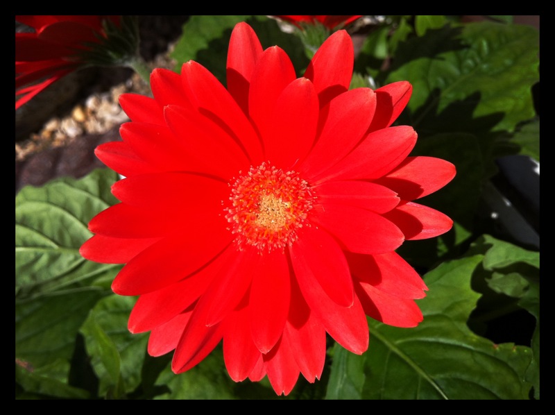 large flower pot ideas Gerbera Daisy Flower Pics | 800 x 598