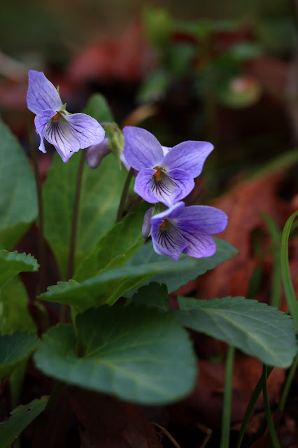 Viola japonica