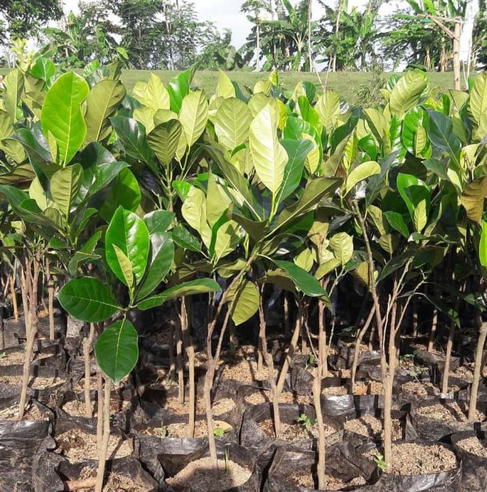 bibit pohon cempedak merah daun lebat Langsa