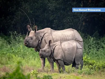 one horned rhinoceros