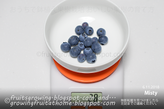 ブルーベリーミスティーの収穫 blueberry Misty croped