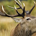 Zombie deer: Ασθένεια που κάνει τα ελάφια "ζόμπι", μπορεί να απειλεί και τους ανθρώπους