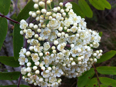 Rowan (S. aucuparia) flowers