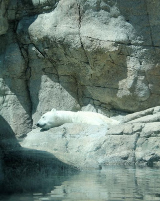 Hot polar bear