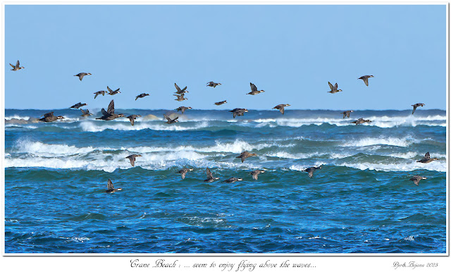 Crane Beach: ... seem to enjoy flying above the waves...