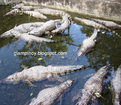 Crocodiles