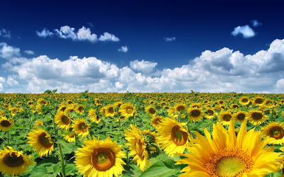 sunflower pictures