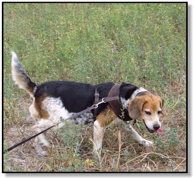 pfiffiger Beagle