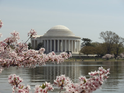 Jefferson Memorial during Cherry Blossom season