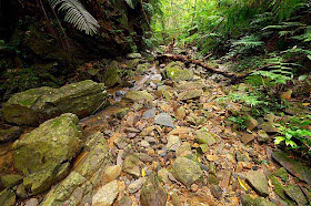 rocks,ferns,jungle vegetation