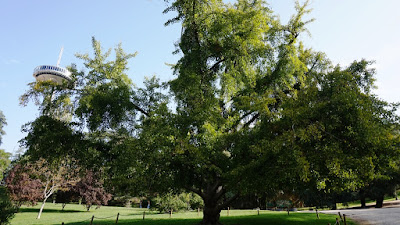 Ginkgo Biloba, Parque del Oeste, Madrid