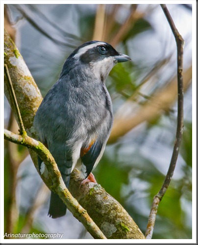 White-browed Shrike Babbler2