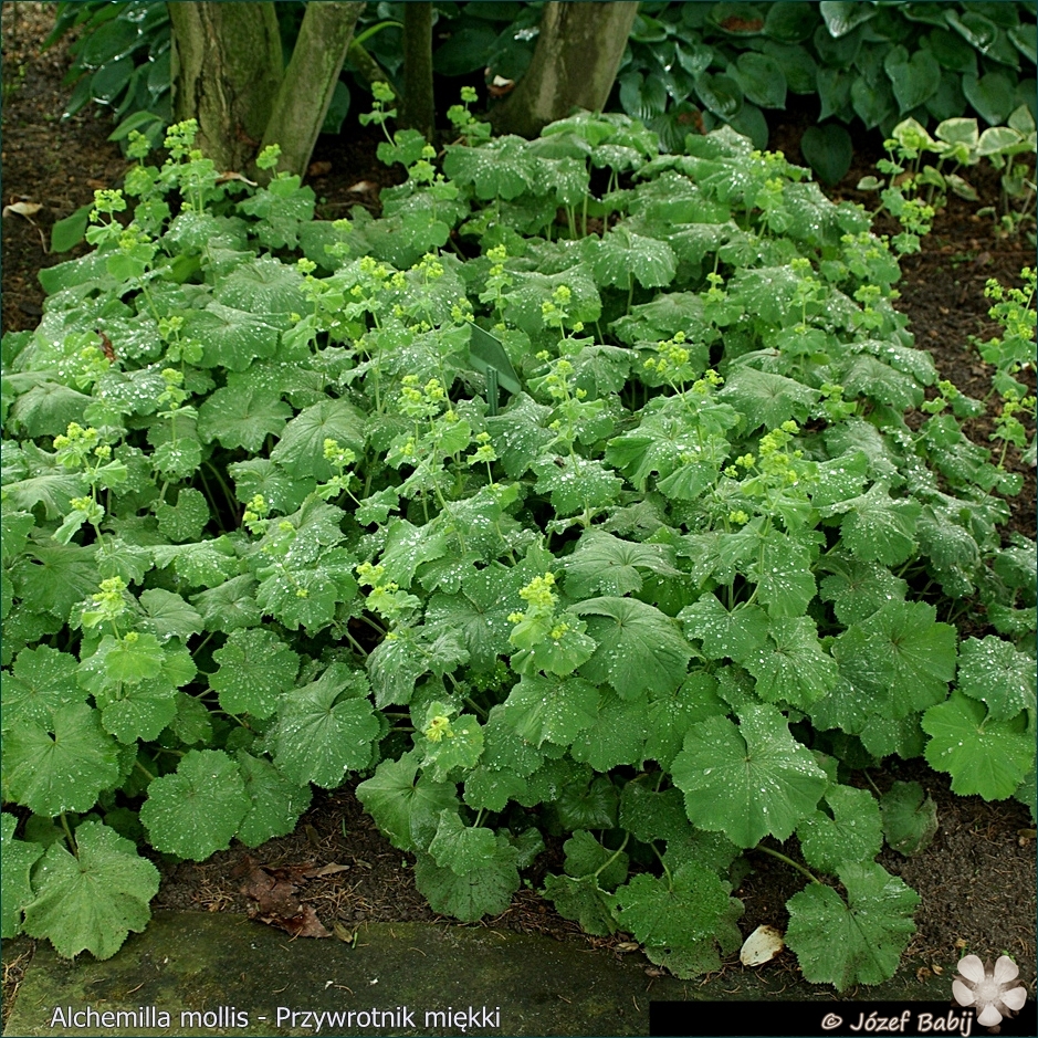 Alchemilla mollis - Przywrotnik miękki