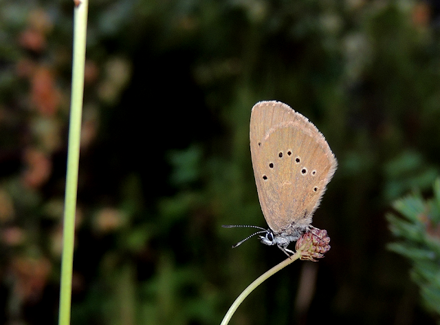 phengaris nausithous