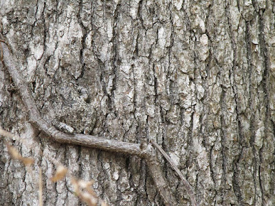 Sapo camuflado en tronco de árbol