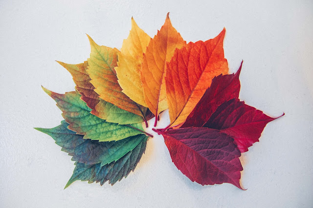 Leaves in different colors