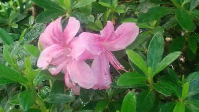 Azalea at San Francisco Japanese Tea Garden