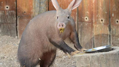 images of baby aardvarks 