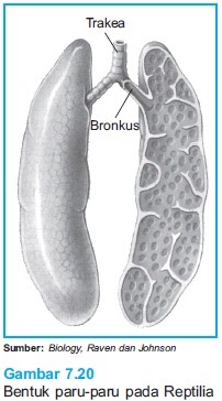  Sistem  Pernapasan  pada Reptil  Paramita Blog