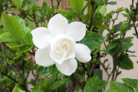 flower-gardenia-white-dew