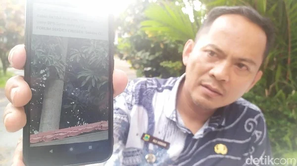 Tiga Ekor Suliri Muncul di Pemukiman Warga Cianjur, Disangka Siluman