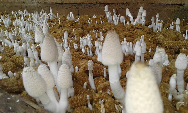 Budidaya jamur dari bonggol jagung 